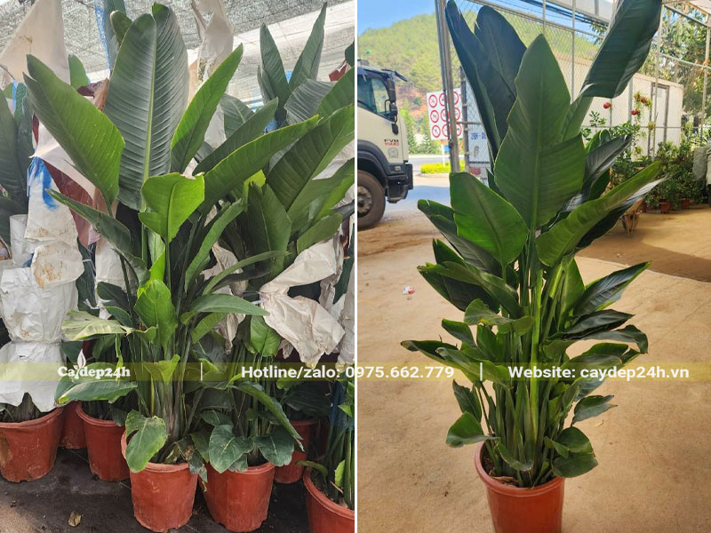 Bọc hàng chục chậu cây hoa Thiên Điểu cao 2m để giao cho khách