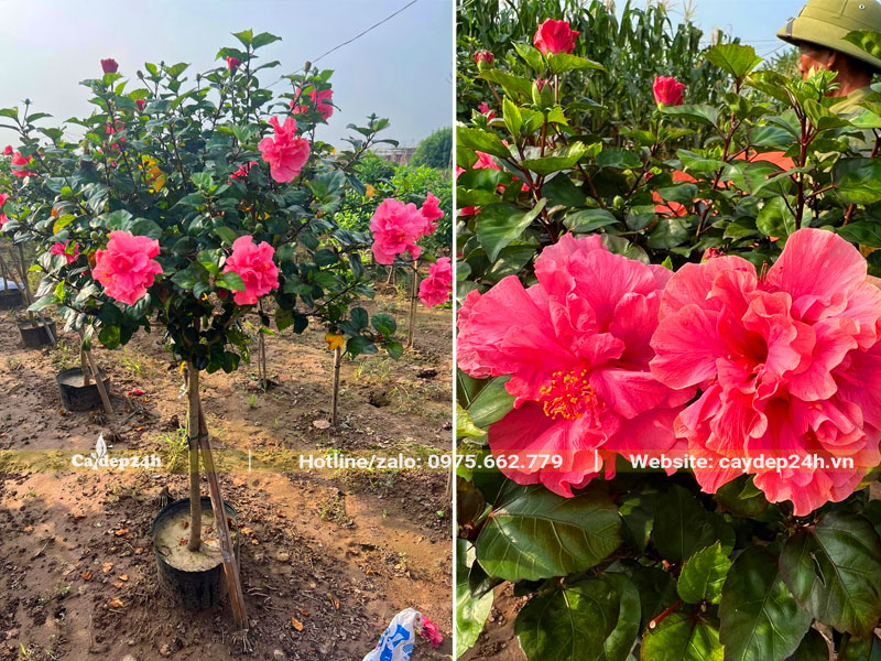 Cây Dâm Bụt hồng thoát thân 60 - 70cm