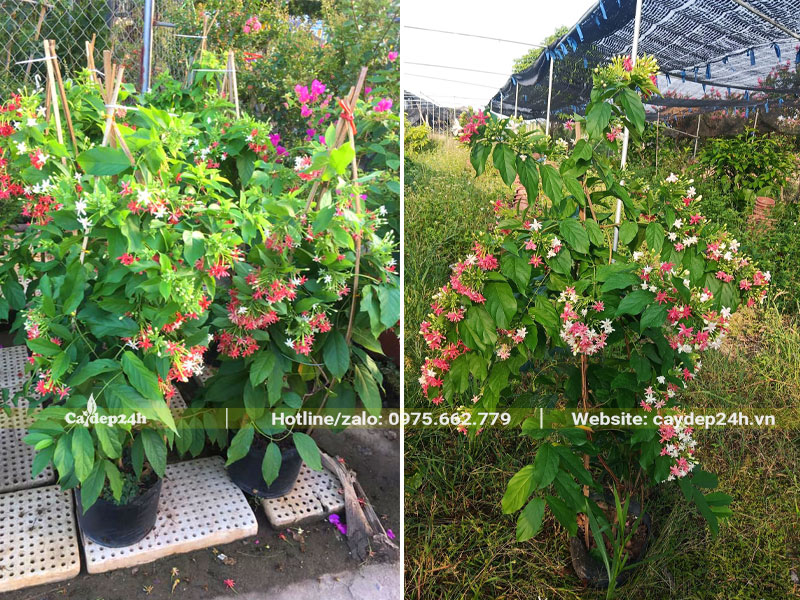 Nhà vườn dưỡng hàng trăm chậu cây hoa Sử Quân Tử