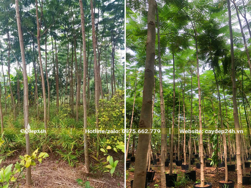 Cây Phật Y cao 4 - 5m, có sẵn cả hàng đánh thẳng và dâm ủ trong bầu