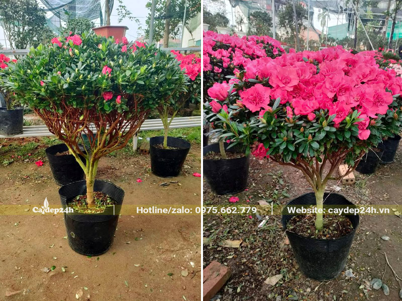 Hàng chục cây Đỗ Quyên hoa kép cao 50 - 60cm