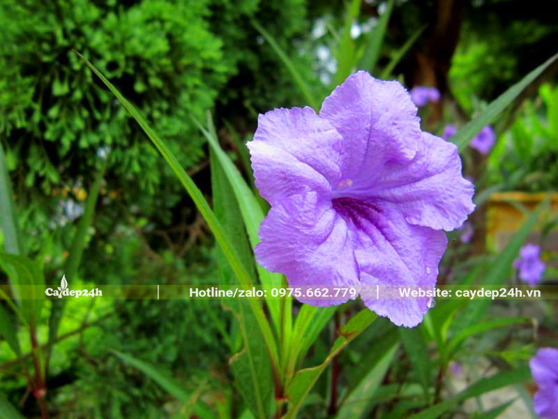 Bông hoa Chiều Tím khoe sắc vào buổi sáng