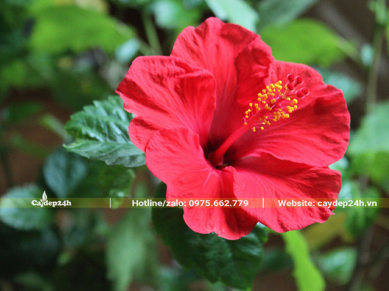 Bông hoa của cây Dâm Bụt đỏ, cánh đơn