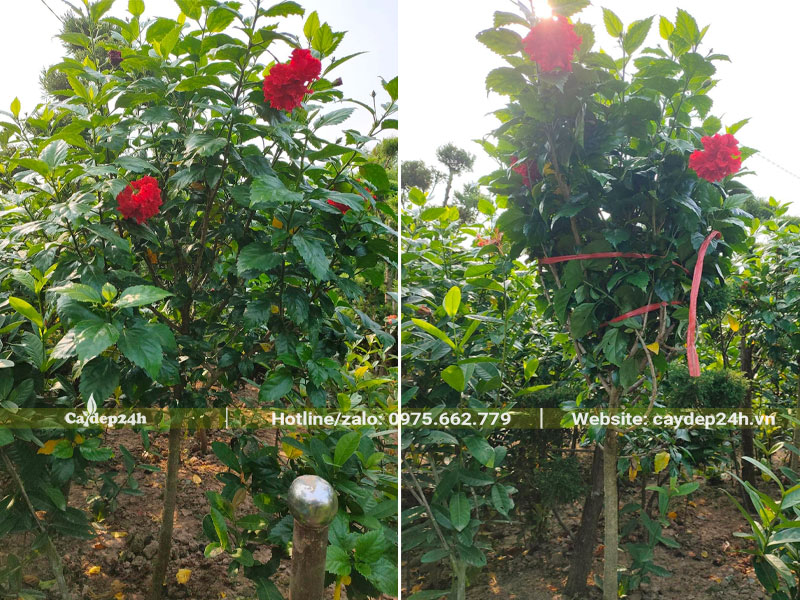 Bứng bóng cây Dâm Bụt kép hoa đỏ cao 1m