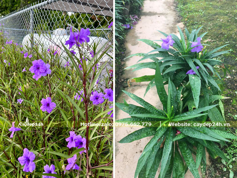 Hình ảnh so sánh giữa cây Chiều Tím lùn và cao