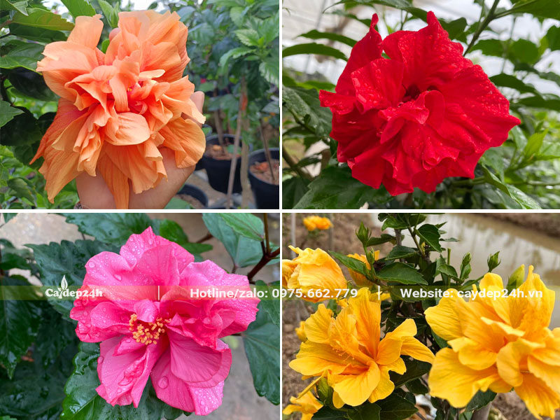 Màu hoa phổ biến của cây hoa Dâm Bụt kép