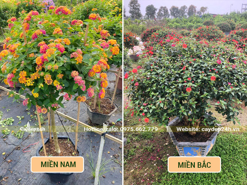 Cây hoa Ngũ Sắc đẹp, lâu năm