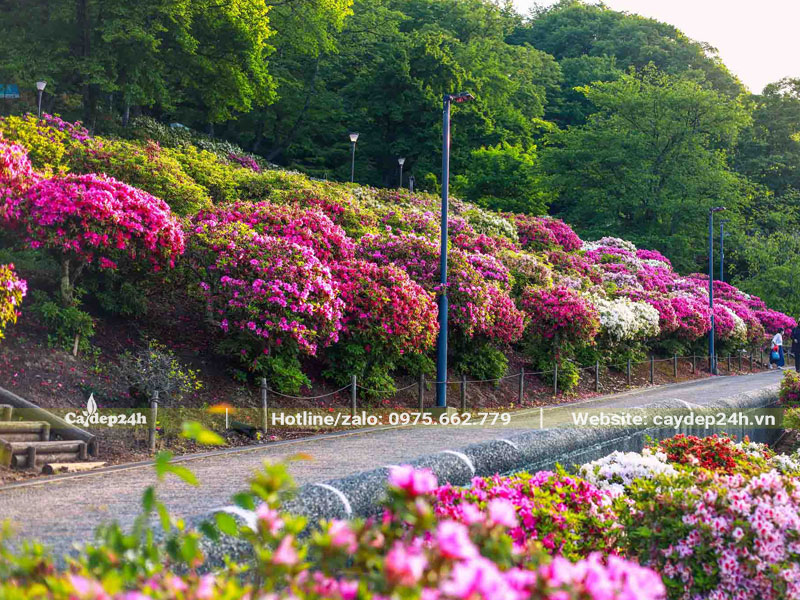 Khung cảnh công viên rực rỡ sắc hoa của cây Đỗ Quyên