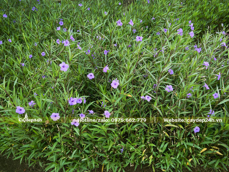 Cắt dọn cành để trẻ hoa cây Chiều Tím, kích thích cây sinh trưởng