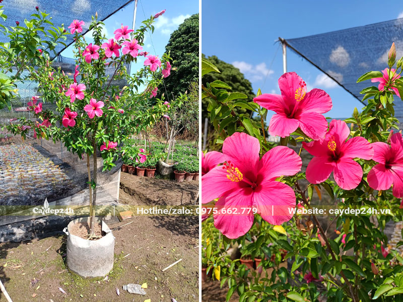 Cây hoa Dâm Bụt hồng cánh đơn đang khoe sắc, chiều cao cây khoảng 1,5m