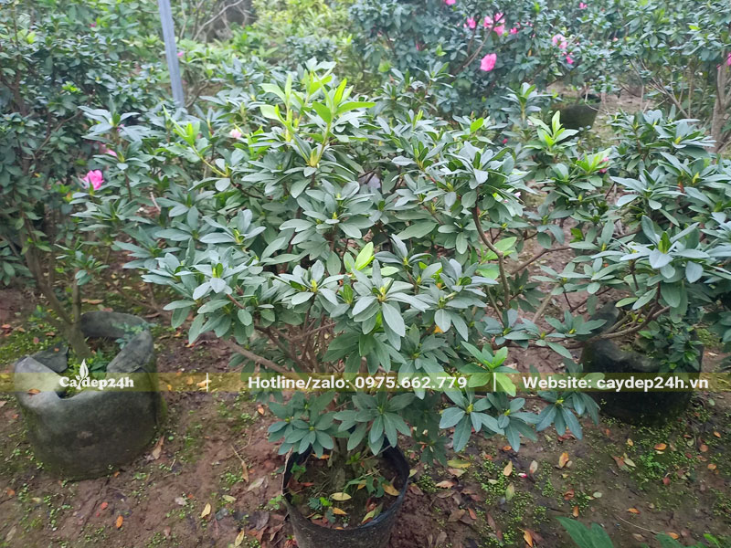 Vườn cây hoa Đỗ Quyên trưởng thành, cao gần 1m, đang ra nụ