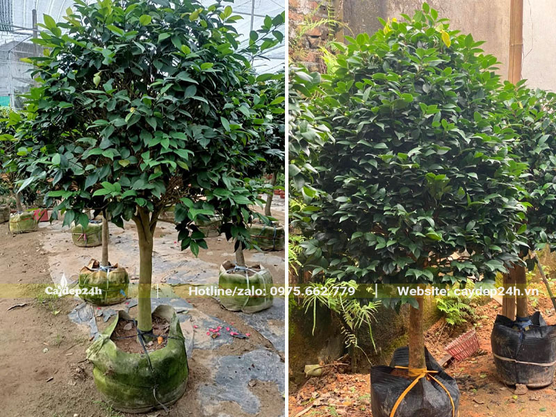 Vườn dưỡng số lượng lớn cây hoa trà thoát thân 1m, đường kính gốc 7cm