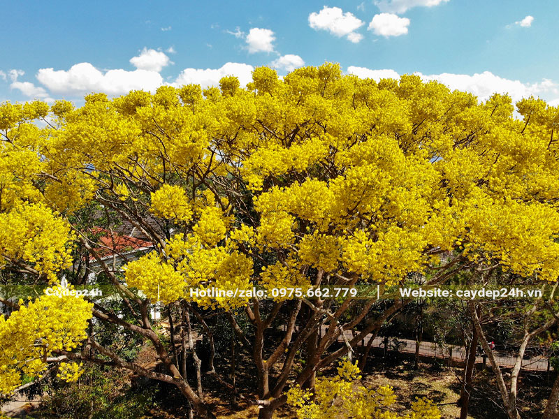Cây Phật Y tán rộng hơn chục mét đang nở hoa vàng rực