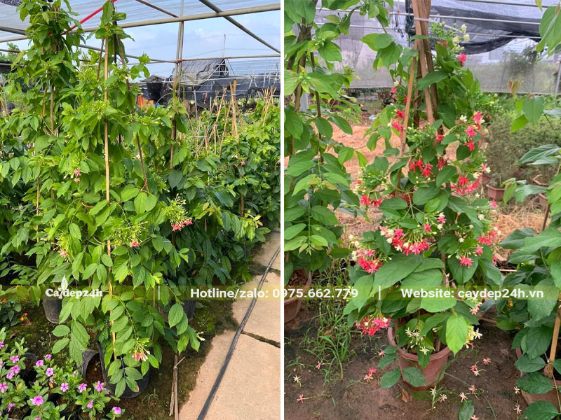 Khu nhà vườn có giàn che lưới, đang dưỡng hàng trăm cây Sử Quân Tử trưởng thành