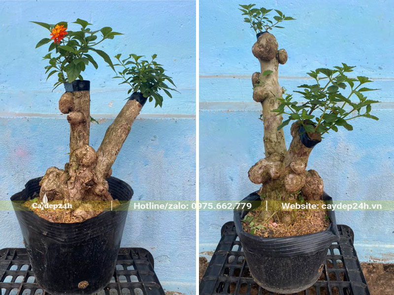 Ghép cành hoa Ngũ Sắc thường trên gốc của cây hoa Ngũ Sắc rừng