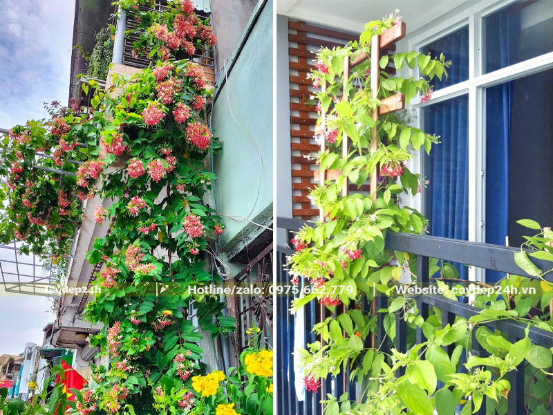 Cây dây leo sử quân tử trồng trước nhà phố