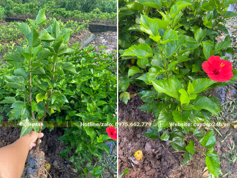 Vườn cây giống dâm bụt đỏ đơn