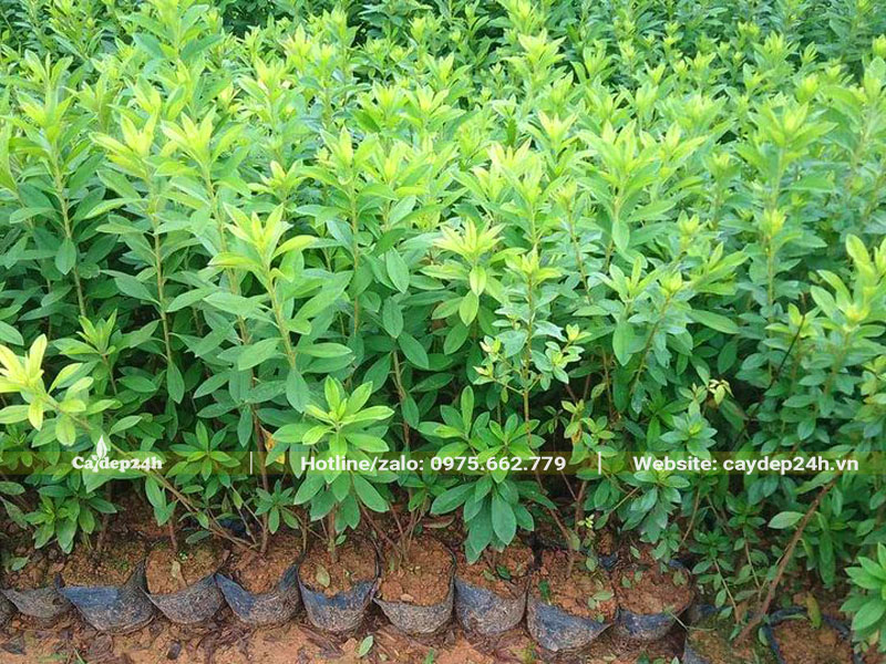 Vườn cây giống Đỗ quyên số lượng lớn chiều cao 35 - 45cm