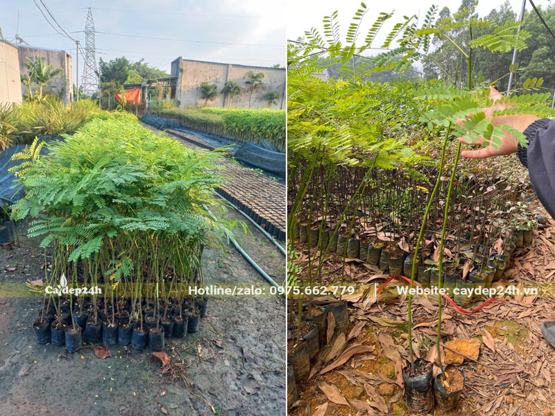 Cây giống Phật Y cao 70 - 80cm