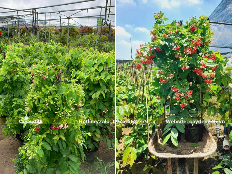 Chọn những chậu cây Sử Quân Tử cao hơn 1m từ vườn trồng