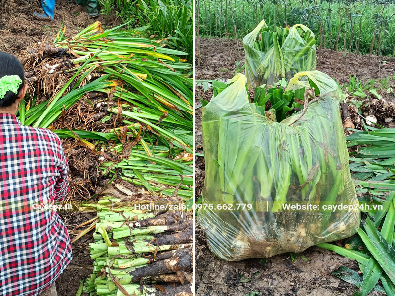 Bán số lượng lớn cây Bạch Trinh Biển lâu năm, đã cắt hết lá