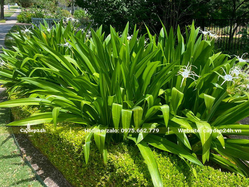 Cây Bạch Trinh Biển trồng thành bụi lớn, chiều cao cây khoảng 80 - 90cm