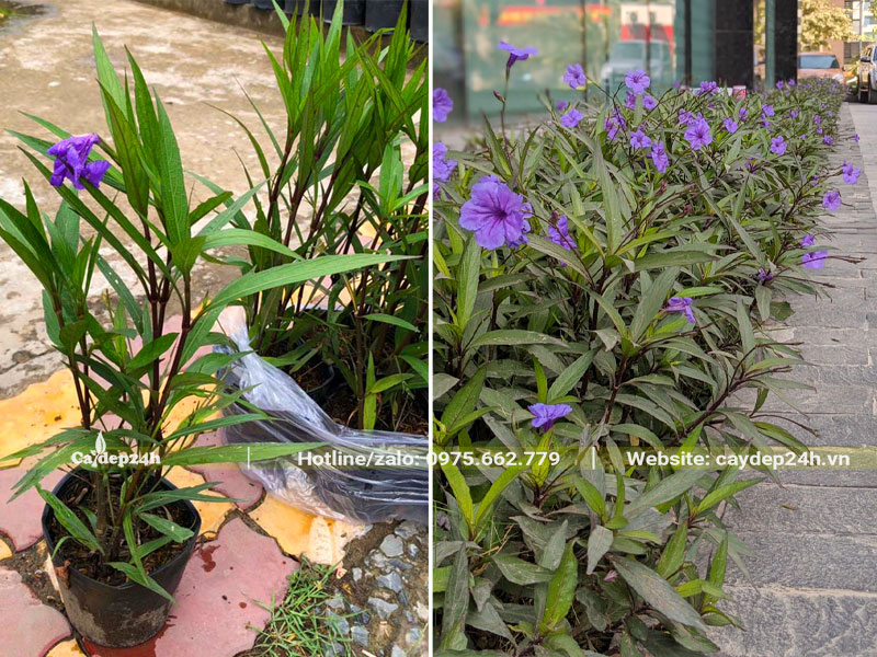 Đường viền hoa tím siêu đẹp, được trồng bằng những cây Chiều Tím cao 30cm