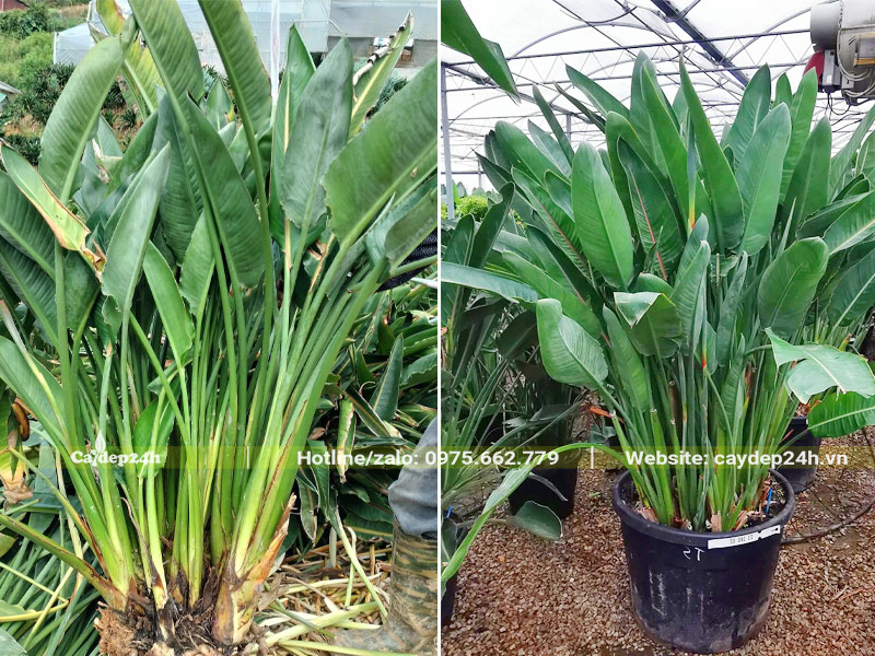 Trồng bụi cây Chuối Thiên Điểu lớn vào trong chậu