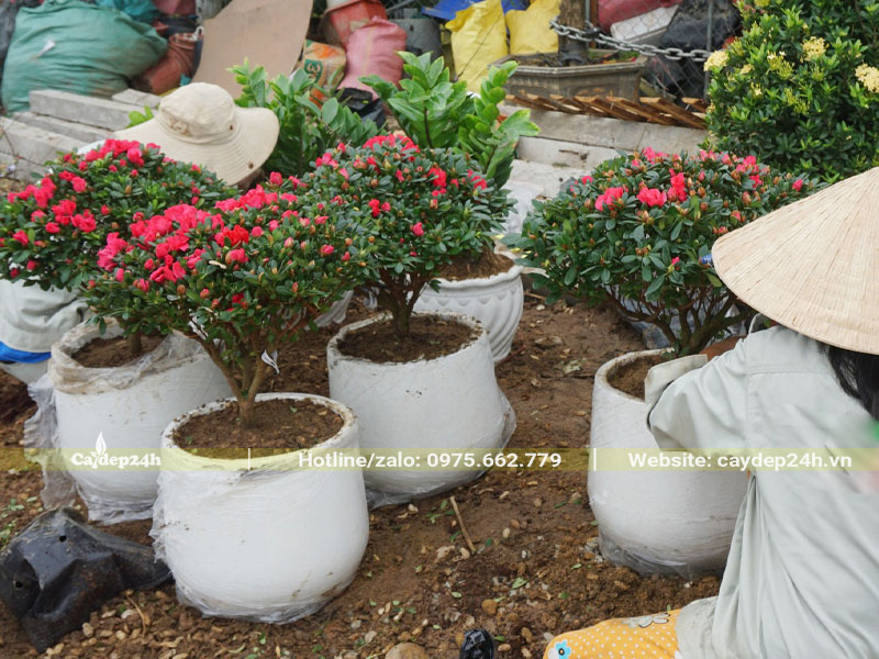 Trộn đất để trồng cây Đỗ Quyên trong chậu