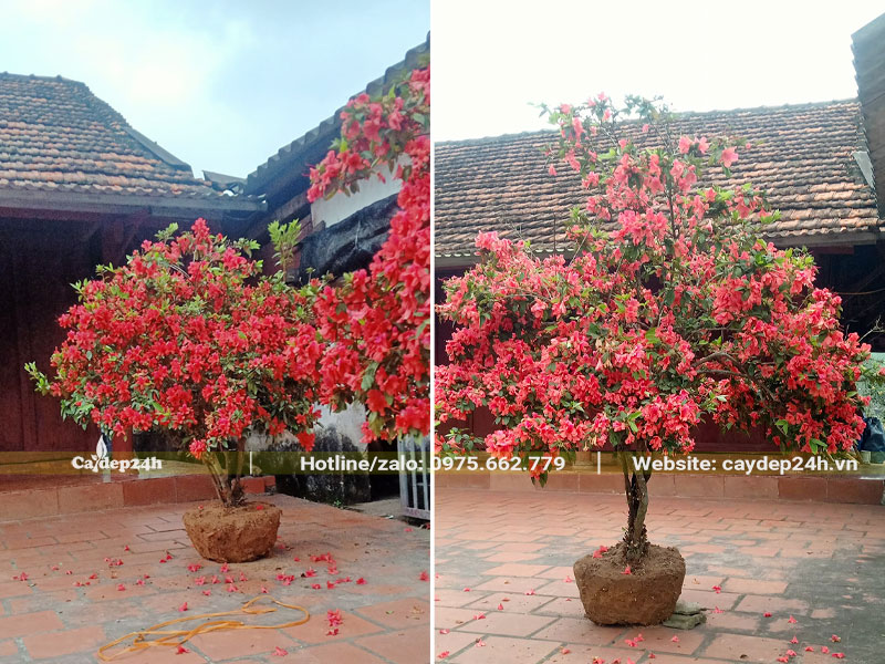 Cây Đỗ Quyên lâu năm, đường kính gốc 7 - 9cm