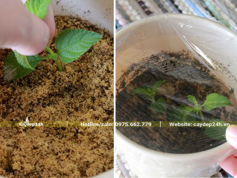 Giâm cành hoa Ngũ Sắc để lấy cây con