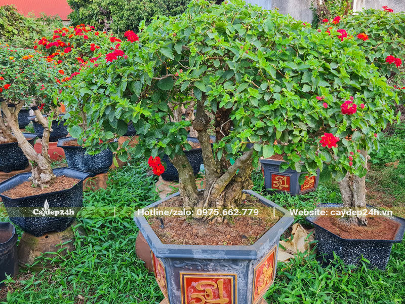 Trồng cây Ngũ Sắc cổ thụ trong chậu cảnh