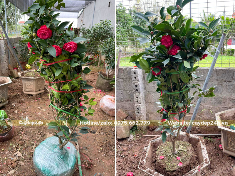 Trồng cây hoa trà trưởng thành, chiều cao 1m vào chậu nhựa hình lục giác