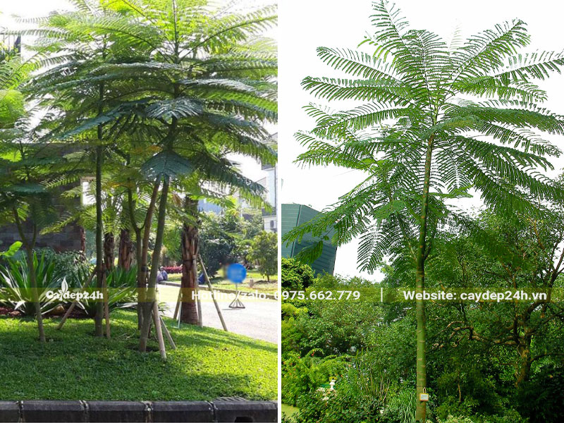 Thi công trồng cây Phật Y cao gần 3m trong khuôn viên khu đô thị