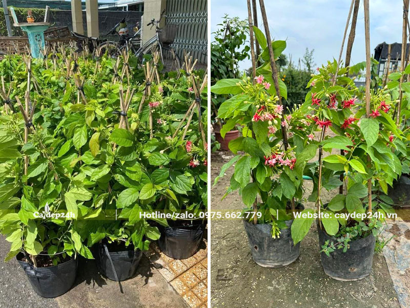 Cây Sử Quân Tử đường kính gốc 35cm