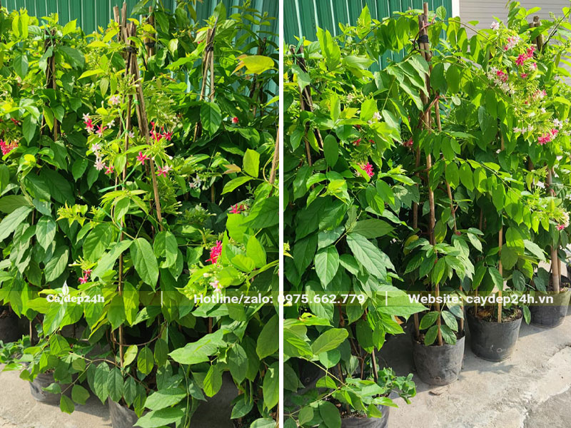 Nhà vườn vừa cho tập kết số lượng lớn cây hoa Sử Quân Tử tại công trình