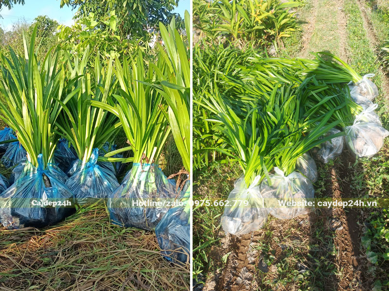 Bọc 10 cây Bạch Trinh Biển vào một túi