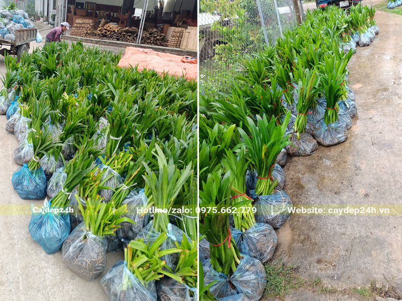 Vận chuyển cây hoa Bạch Trinh Biển lên xe