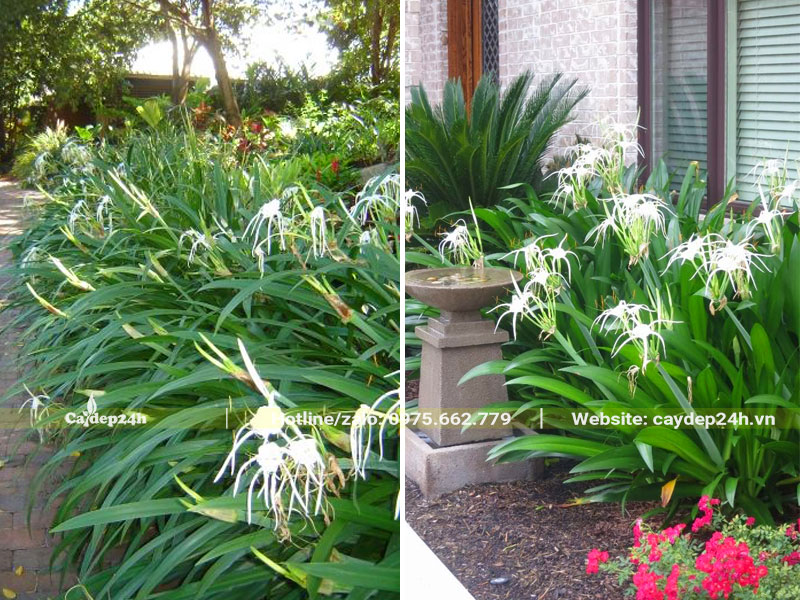 Hình ảnh những bụi cây hoa Bạch Trinh Biển trồng sân vườn biệt thự