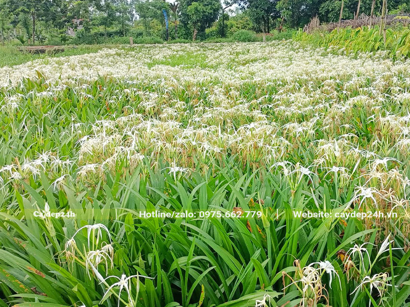 Vườn cây Bạch Trinh Biển lâu năm, hoa đang nở rộ