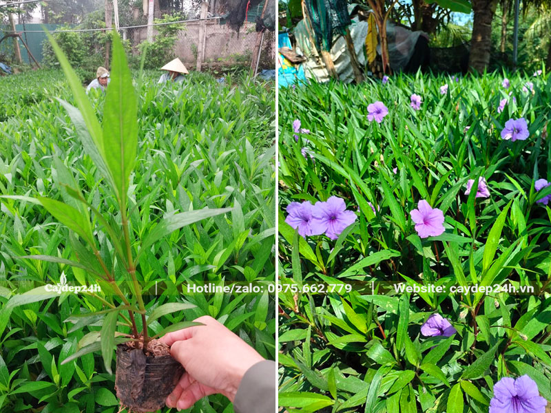 Cây hoa Chiều Tím cao 20 - 25cm đã bắt đầu ra đợt hoa đầu