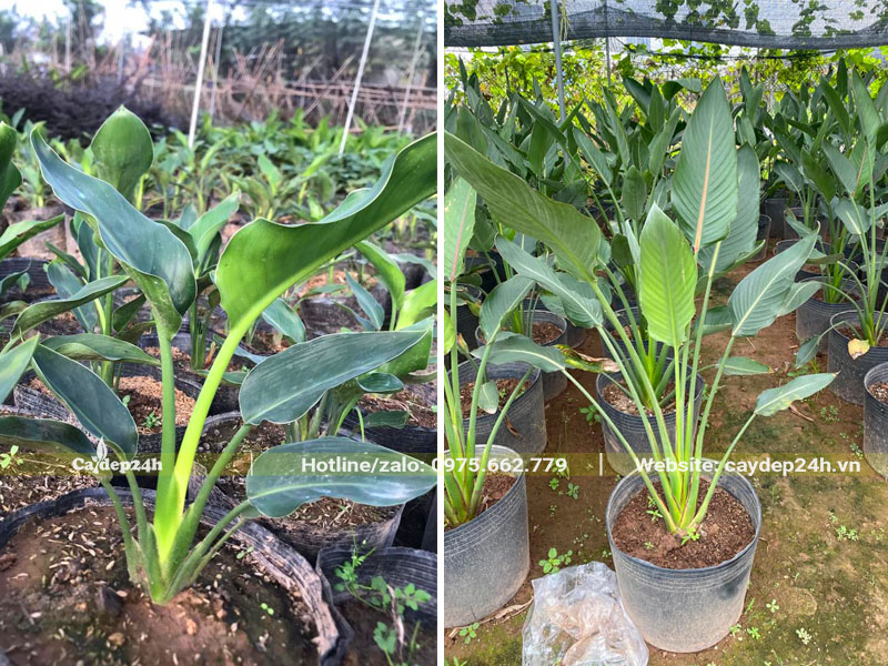 Những bầu cây hoa Thiên Điểu giống chiều cao 40 - 50cm