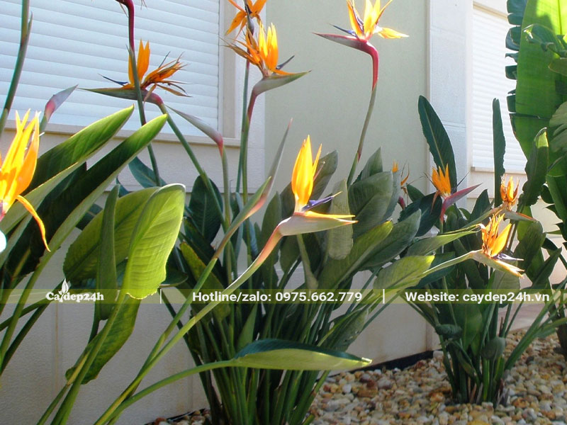 Chuối Thiên Điểu trồng trong nhà, chiều cao khoảng 50 - 60cm