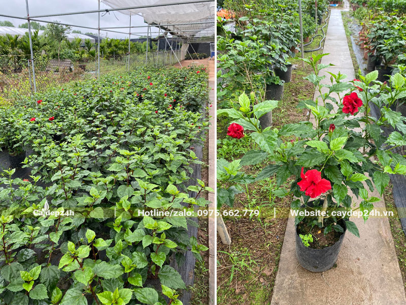 Cây hoa Bông Bụp đỏ chiều cao khoảng 35 - 40cm