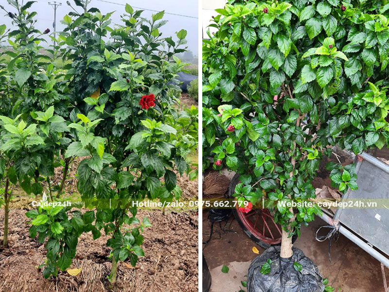 Cây Dâm Bụt đỏ hoa kép chiều cao 1m5