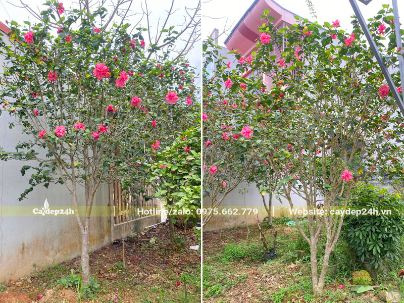 Vườn trồng số lượng lớn cây dâm bụt lâu năm cao hơn 2m