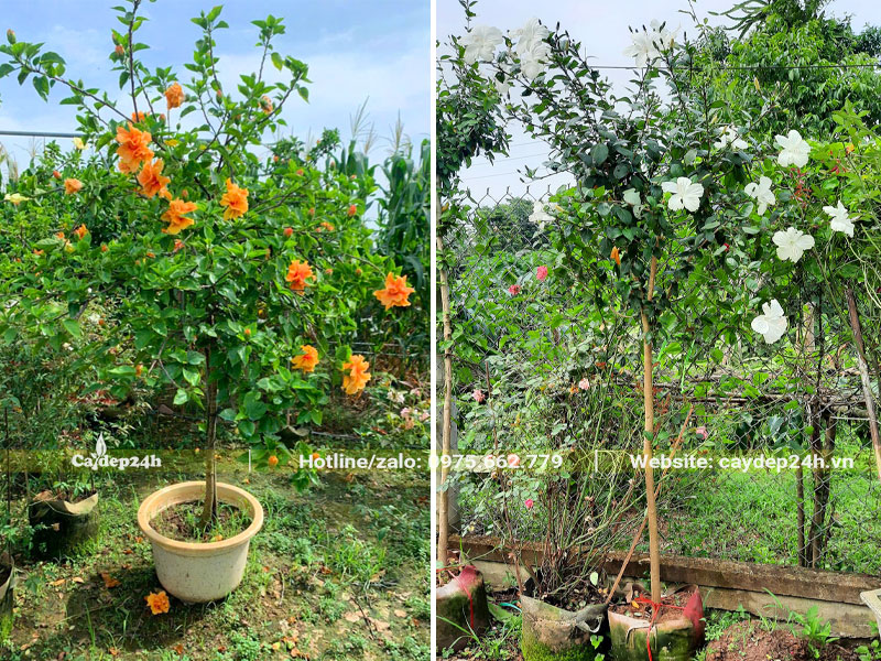 Cây hoa Dâm Bụt màu cam và màu trắng đẹp