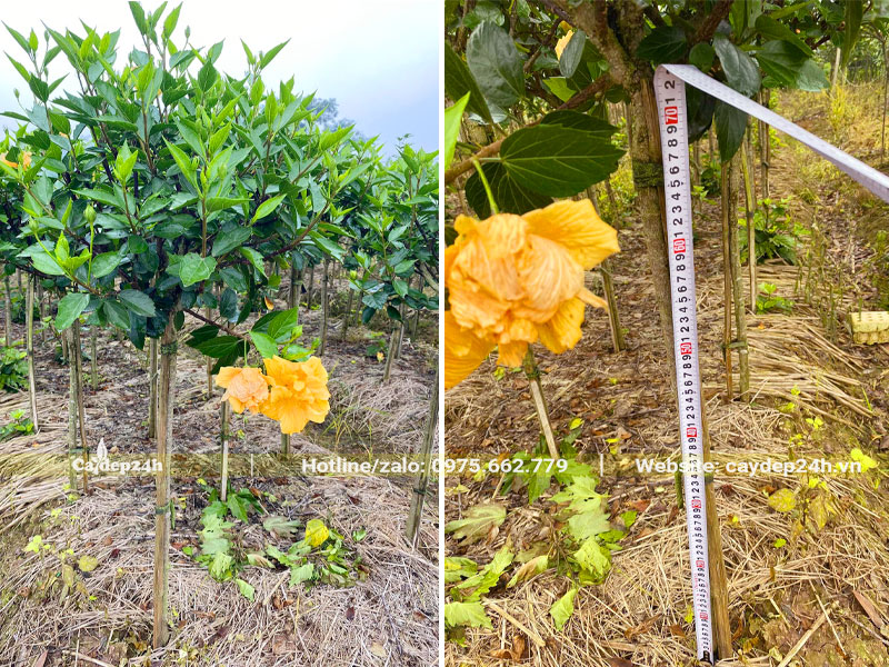 Vườn cây hoa Dâm Bụt vàng thân tree, thoát thân cao hơn 70cm