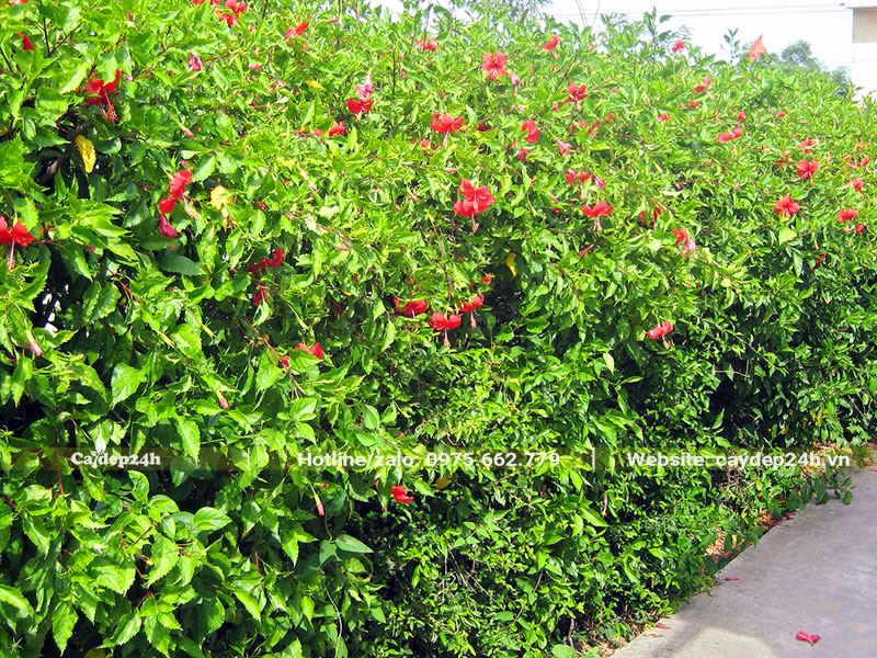 Cây Dâm Bụt đỏ trồng thành hàng rào