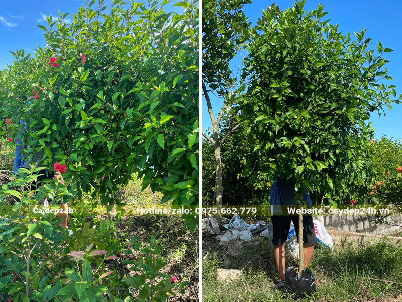 Bứng cây hoa Dâm Bụt đỏ cao 2 - 2,5m